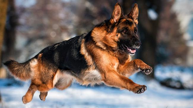 German Shepherd
