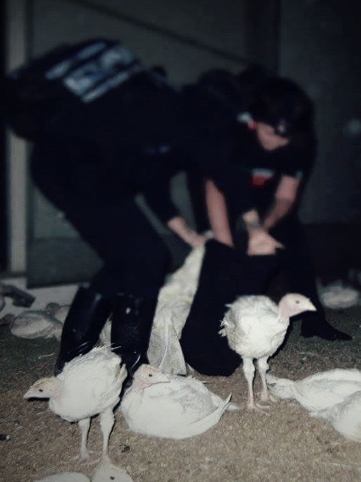 Image of turkeys being stolen in pillowcases on the Aussie Turkeys website.