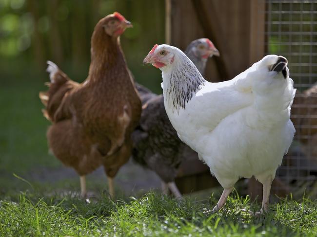 Three commercial poultry farms surrounding the farm where avian influenza was detected have been locked down, as authorities try to contain the outbreak. Photo: istock.