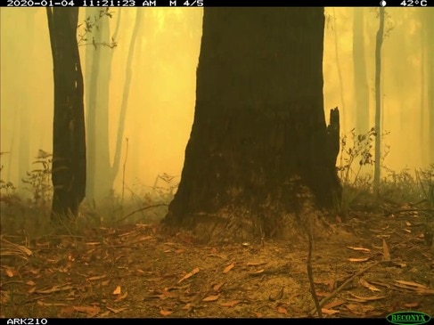 Wildlife Swept Up in Australia Bushfire Spotted in Timelapse Video