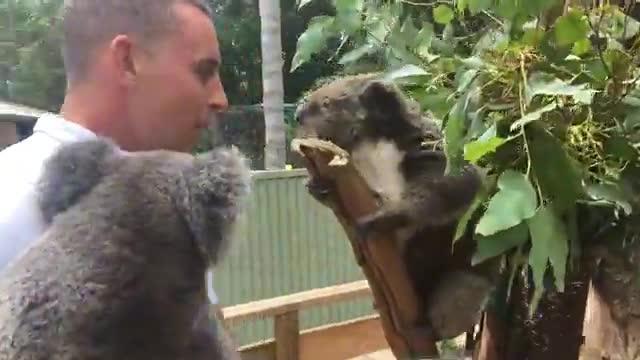 Archer the Koala looks for a mate at Featherdale