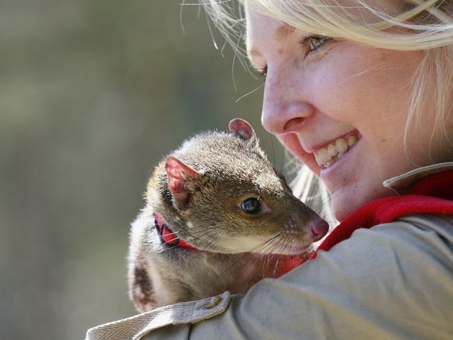 Pearcedale Moonlit sanctuary has hand-reared a spot tailed quoll, named Quinnie. Photographed with Blaire Bunter. Picture: Valeriu Campan
