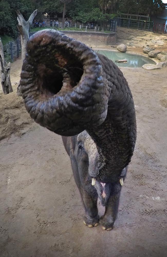 Female elephant Kulab sniffs out a good angle for her shot. Picture: David Caird