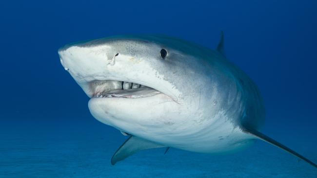 Government shark researchers caught a record 21 tigers last month off the NSW coast.