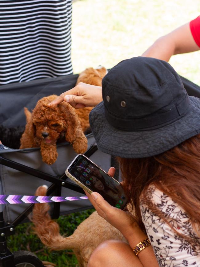 Puppies were a popular attraction at the Urangan NYE markets.