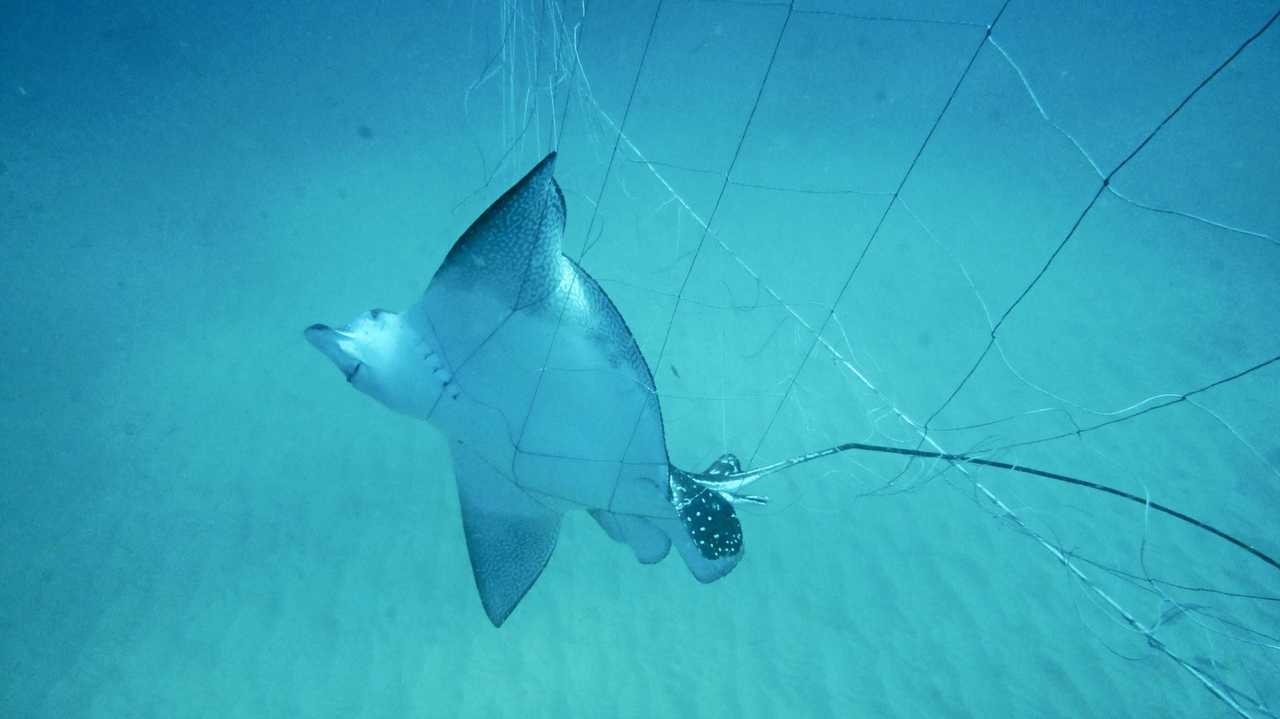 Non-lethal shark hooks 'won't work in Qld', The North West Star