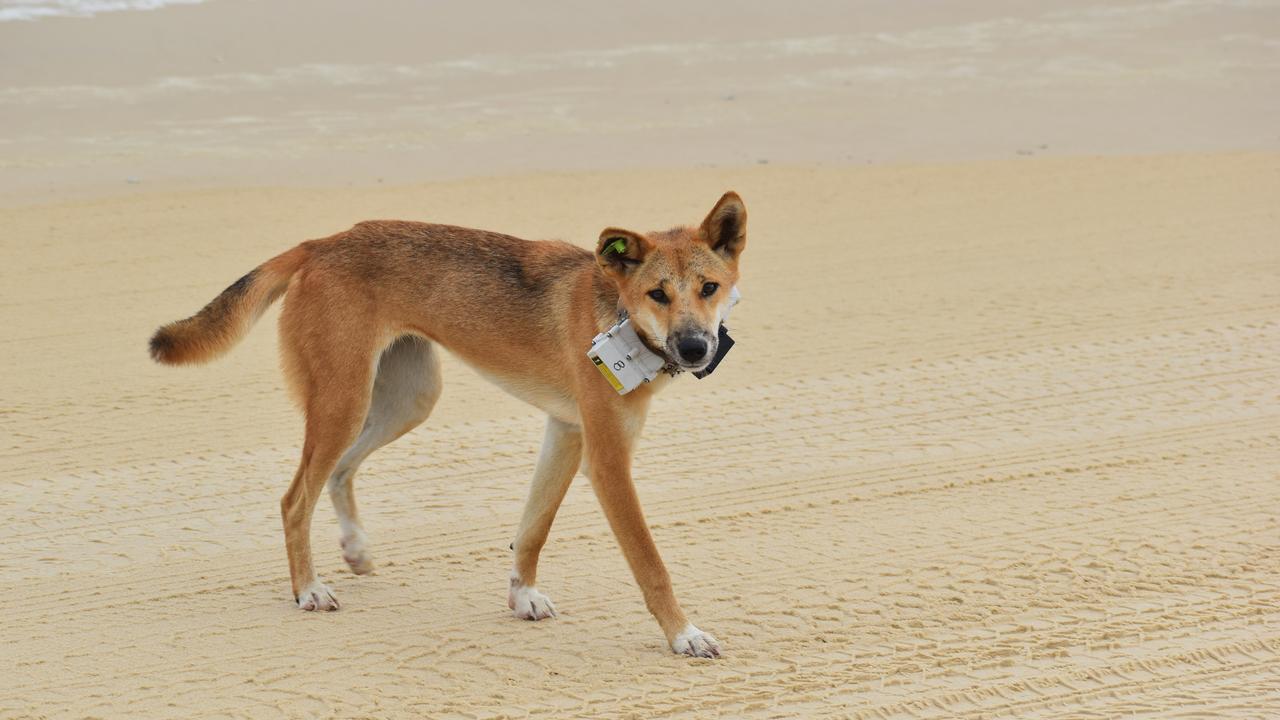 Rangers have increased patrols after two dingoes ran at a woman and one of the dogs collided with her last week.