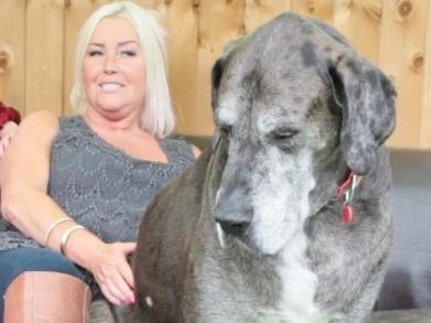 ONE TIME WEB USE ONLY - FEES APPLY - Freddy, world's largest Great Dane. Picture: Caters