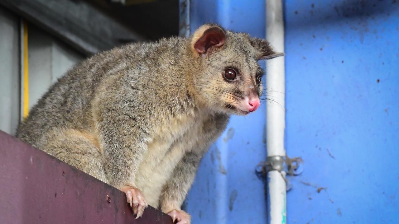 Tularaemia can affect a range of animals including possums.