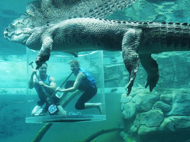 NT Dragon Boat team members Steve Hardy and Anja Schleinert swim with Chopper, a 5.5m monster croc at Crocosaurus Park. Picture: Helen Orr