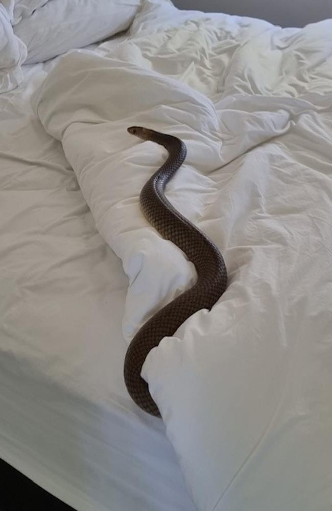 ‘Check the bed carefully tonight!’ Picture: Zachery’s Snake and Reptile Relocation