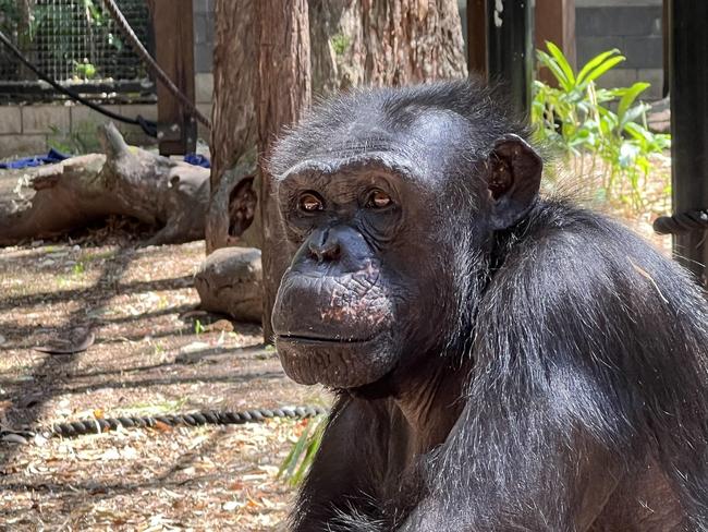 Samantha the chimpanzee, born in New Zealand and moved to Australia in 2009, died suddenly yesterday, Rockhampton Zoo have announced. She moved to the Central Queensland zoo in 2012 with her friend Holly from Mogo Zoo near Batemans Bay in New South Wales. She was 40 years old when she died.