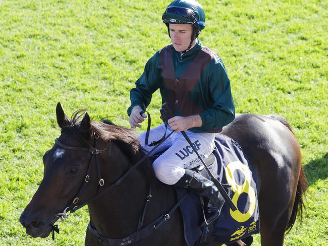 Tommy Berry aboard Lanciato after winning at Hawkesbury in April. Picture: Jenny Evans