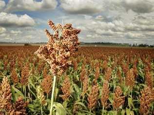 Rural Weekly farm products 120713. Picture: Bev Lacey