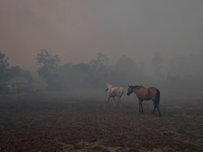 Scared horses try to move away from nearby bushfires at a residential property near the town of Nowra in the Australian state of New South Wales on December 31, 2019. - Thousands of holidaymakers and locals were forced to flee to beaches in fire-ravaged southeast Australia on December 31, as blazes ripped through popular tourist areas leaving no escape by land. Picture: Saeed Khan/AFP