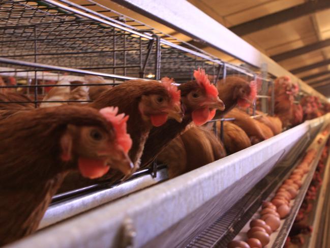 Caged eggs production. Picture: Australian Eggs