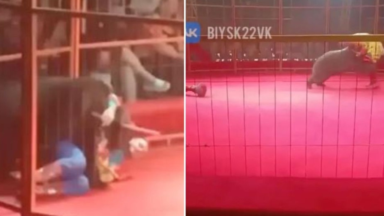 Circus bear act goes horribly wrong