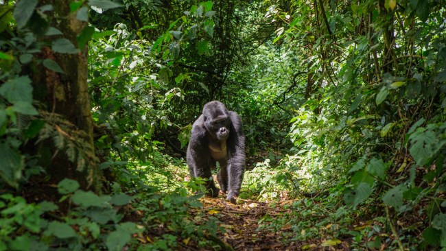 What’s the easiest way to do a gorilla trek?