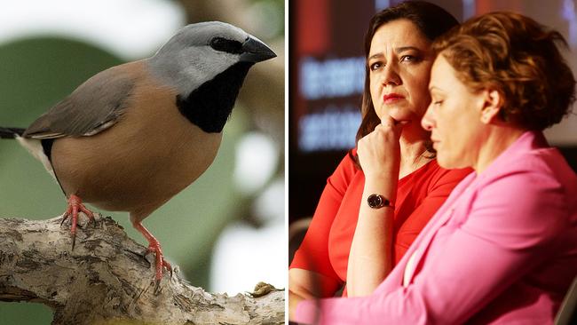 The endangered southern black-throated finch, which could be impacted by the Adani mine in the Galilee Basin, and Queensland Premier Annastacia Palaszczuk and her deputy, Jackie Trad.