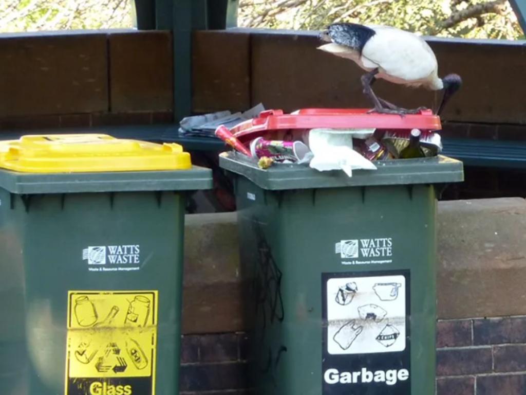 The latches aim to keep birds out of bins. Picture: Supplied