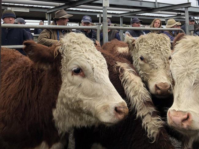 Warrnambool store cattle sale May 31. Rodwells auctioneer Josh McDonald calls the bids.