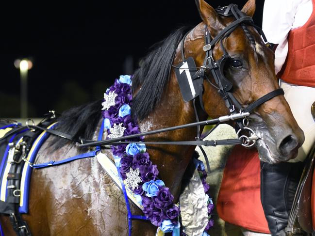 Pacing action from Gloucester Park on Friday 28th November 2015. Lennytheshark post race after victory in the 2nd Inter Dominion Heat at Gloucester Park last night. PICTURE: JODIE HALLOWS / PACEWAY PHOTOGRAPHY.