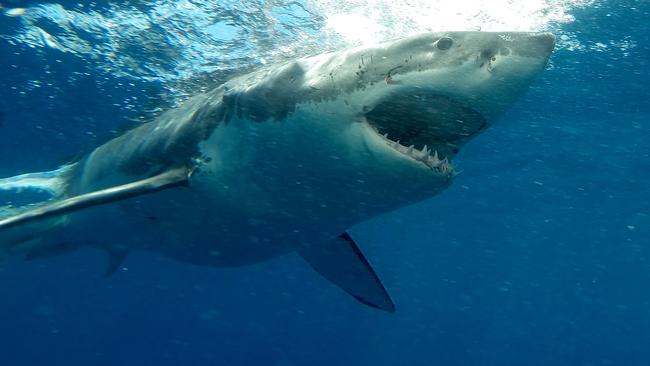 Plan to tag white pointer sharks with acoustic sensors that warn divers ...