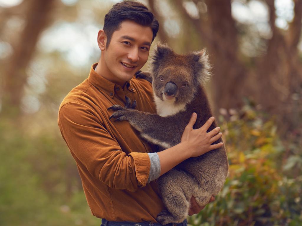 Huang Xiaoming holds a koala at Cleland Wildlife Park. Picture: South Australian Tourism Commission