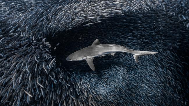 A grey reef shark seizes its moment within a bait ball, disrupting the order of millions of small fish gathered in the shallows of Ningaloo Reef. Picture: Daniel Nicholson/TNC Photo Contest 2023