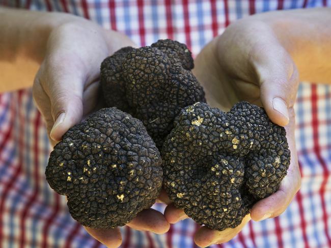 Tasmanian Truffles at Deloraine. Picture: Chris Kidd