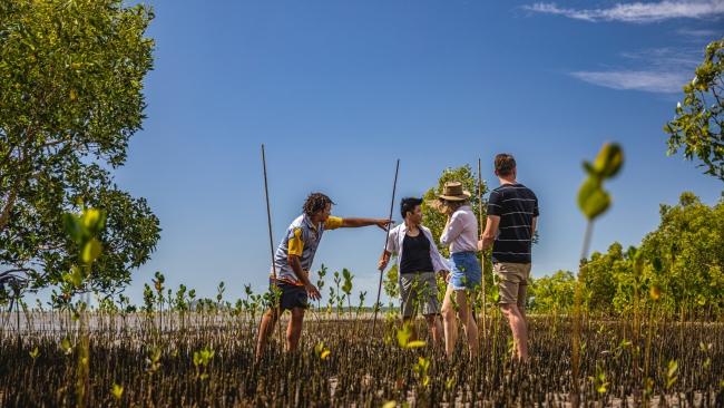 Hunting for bush tucker in the mangroves at Cooya Beach. Picture: Phil Warring