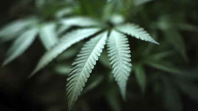 There are calls for other states to follow the ACT’s lead and legalise personal marijuana use. Picture: AP