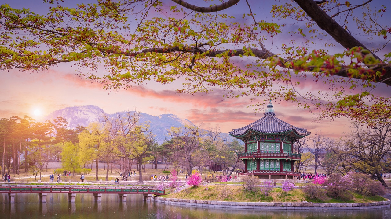 Cherry blossoms in South Korea. Picture: iStock