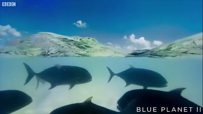 Blue Planet II: the bizarre and beautiful creatures in David Attenborough  documentary  — Australia's leading news site