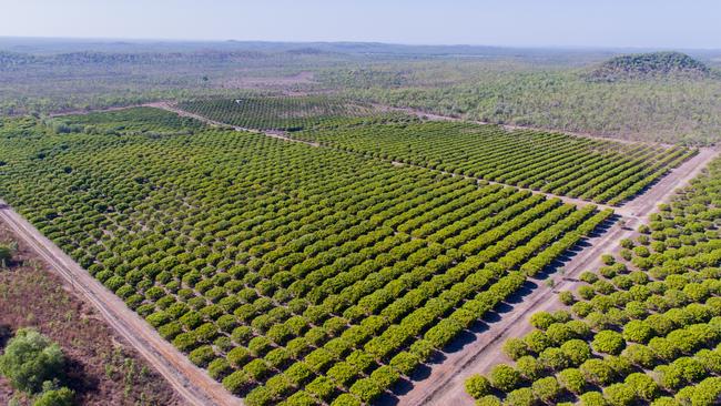 Almost 500,000 trays of mangoes have been dispatched to wholesale markets across the country this season, with harvest still underway. Picture: Supplied.