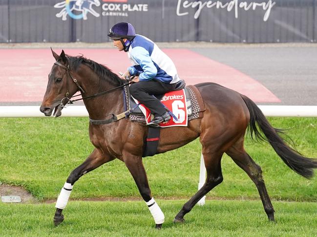 Duais ridden by Damien Oliver during Breakfast With The Best trackwork at Moonee Valley Racecourse on October 24, 2023 in Moonee Ponds, Australia. (Photo by Scott Barbour/Racing Photos via Getty Images)