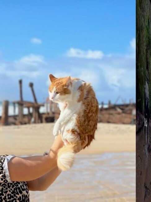 The ginger cat pictured at the Maheno Shipwreck. Photo: Contributed.