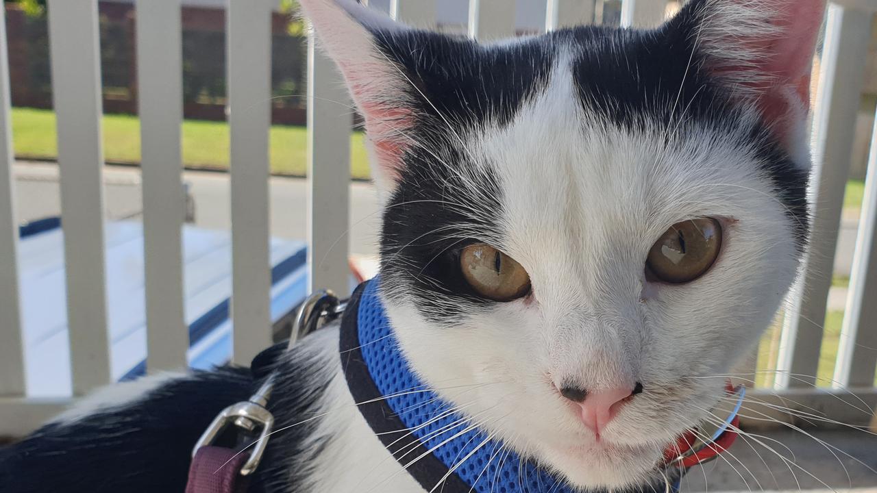 Wes enjoying his dayily walk Picture: Siobhan