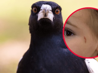 Parents shaken after toddler attacked by magpie