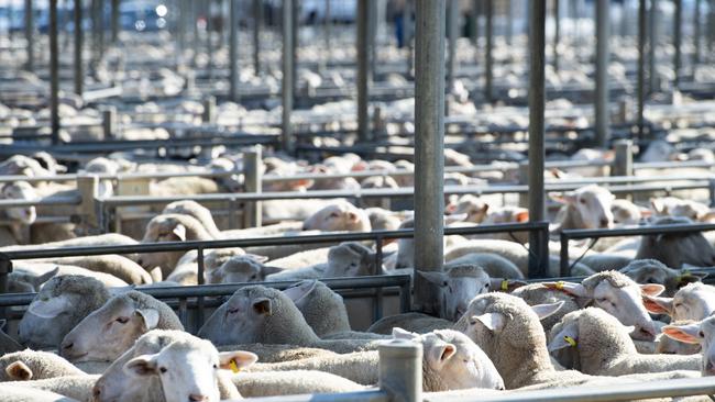 1.3 million sheep are sold through the facility each year. PICTURE: ZOE PHILLIPS