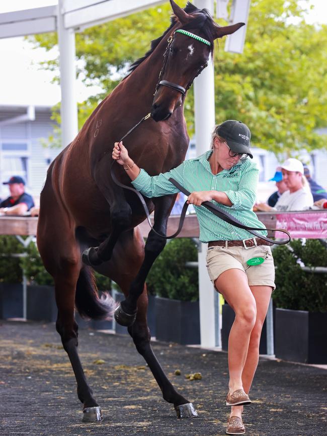 A colt by Prized Icon at the Inglis Classic Yearling Sale. Picture: Justin Lloyd