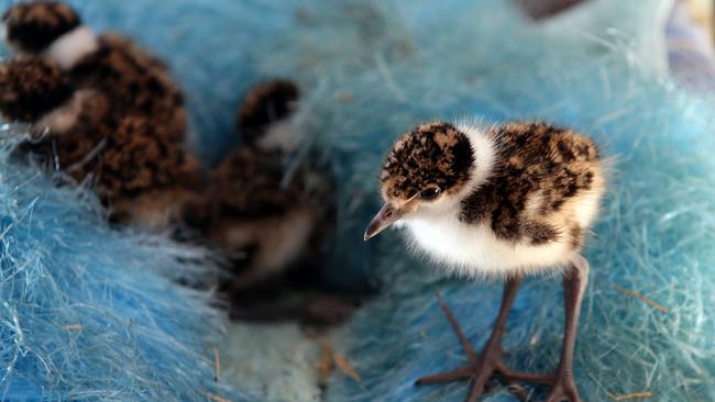 While in care, a feather duster helps the chicks imitate how they would nestle under their mothers wings in the wild. Picture: Craig Wilson