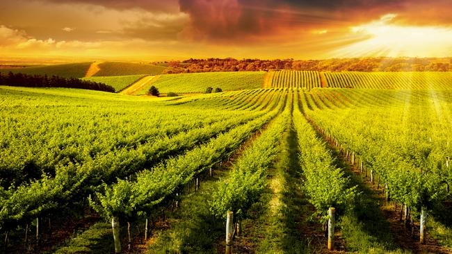 A beautiful sunset over a vineyard in South Australia.