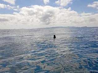 Seal off capricorn coast.Photo Contributed. Picture: Contributed ROK070818seal3