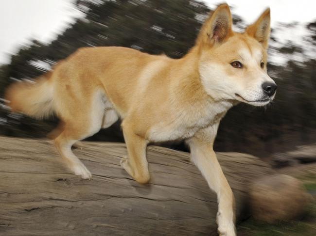 18/03/2010 WIRE: (FILES) In a file picture taken on May 25, 2009 a dingo runs at the Dingo Discovery and Research Centre at the Toolern Vale in rural Victoria, some 60 kilometres north-west of Melbourne. Australia's iconic dingo may be the world's oldest breed of dog, according a major new DNA study that is likely to boost conservation efforts.  The international study has found the dingo and its close relation, the rare New Guinea singing dog, bear the closest genetic similarity to wolves of all breeds tested.  AFP PHOTO/FILES/William WEST