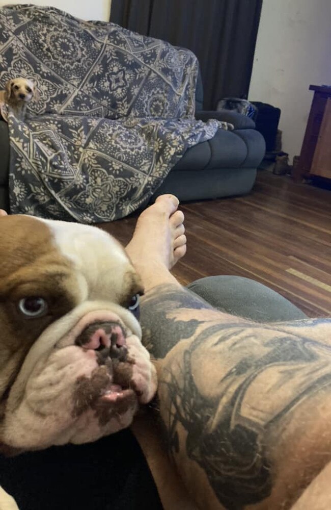 Bobby: Scott Garry's 15 month old British Bulldog