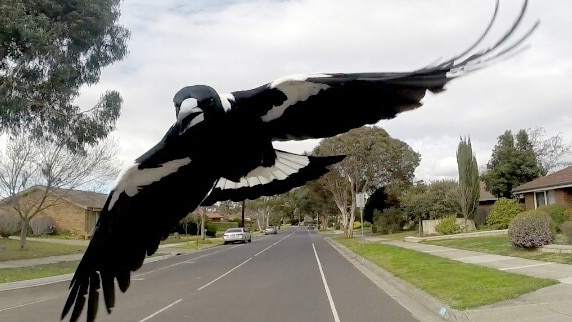 Sunbury cyclist Matt Stacey under attack from a magpie. Spring has started early with magpies beginning to swoop cyclists and walkers.