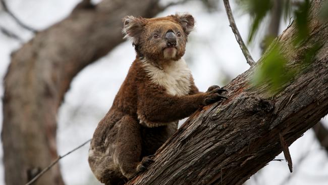 A koala affected by the Kangaroo Island bushfires. Picture: Lisa Maree Williams/Getty Images