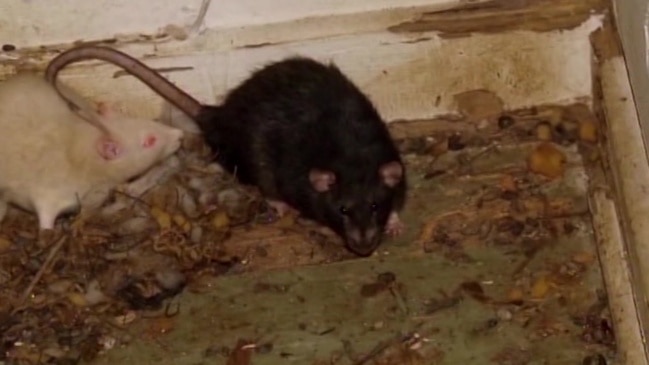 Roof rats: Experts have tips on how to keep them from invading your