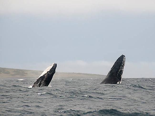 DPIPWE staff departing Maria Island had an extra special commute when they encountered two humpback whales in the Mercury Passage. Picture: DPIPWE